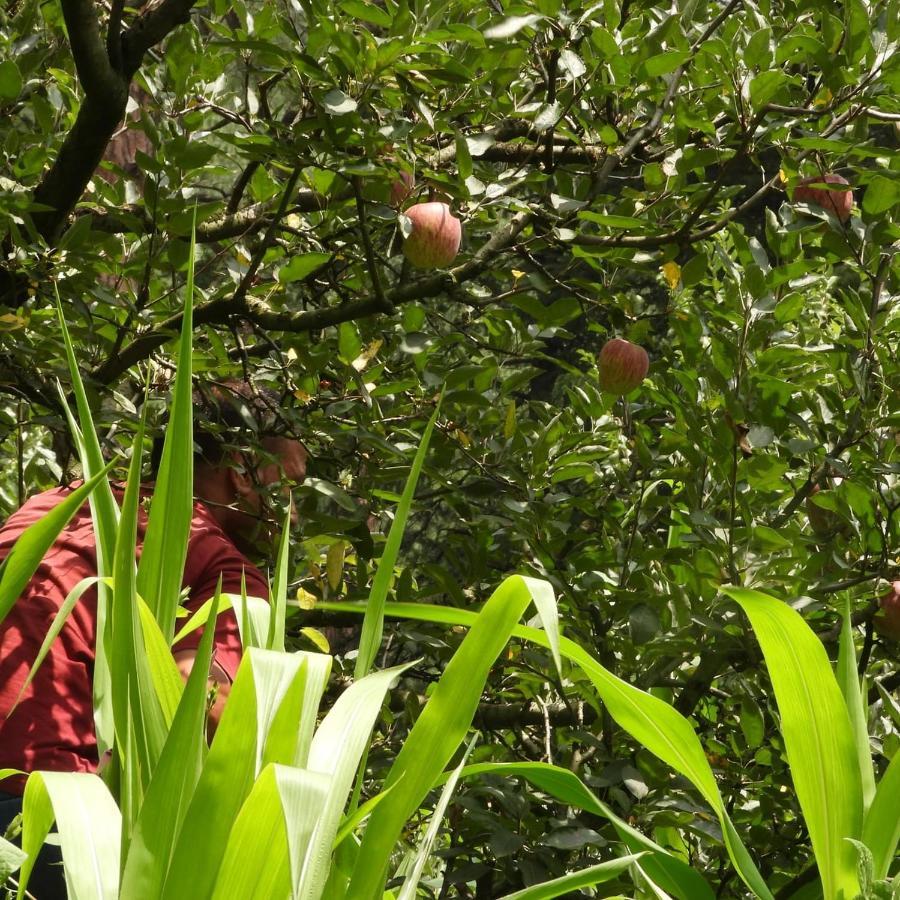 The Royal Orchard Kasol Hotel Eksteriør billede
